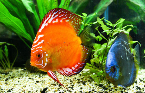 居家养鱼风水考究，怎么养鱼招财气？