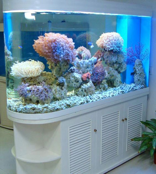 居家养鱼风水考究，怎么养鱼招财气？