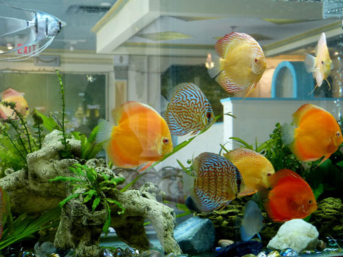 居家养鱼风水考究，怎么养鱼招财气？