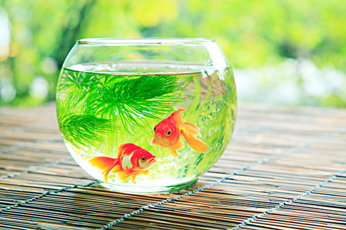 居家养鱼风水考究，怎么养鱼招财气？
